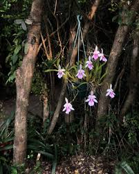 Image result for Polystachya ottoniana