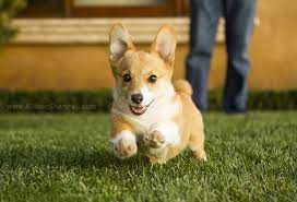 San Diego Pet Photographer Allison Shamrell The Blog Corgi Corgi Breeders Puppies