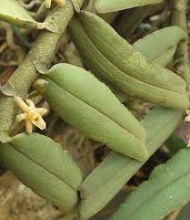 Image result for Tridactyle