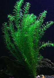 Elodea Egeria Densa Planted Aquarium Freshwater Aquarium Plants Plants