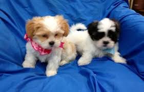 Shih tzus were bred to be a companion, and that is exactly what your puppy will be. Shihpoo Puppies Shih Tzu Toy Poodle Puppies For Sale In Amissville Virginia Classified Hoodbiz Org