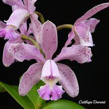 Cattleya Duvenii Bodenseeperle Cattleya Beautiful Orchids Flowers Photography