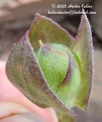 Image result for Aniseia martinicensis