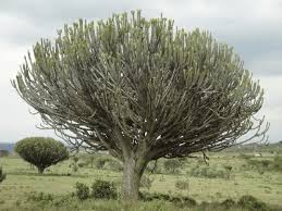 Image result for Ficus scassellatii