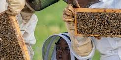 Honey Harvest Festival in Highland Park