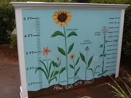 How Tall Are You Outdoor Classroom School Garden Natural Playground