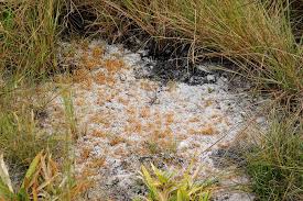 Image result for Syngonanthus welwitschii