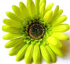 Gerber Daisy Flowers In Hair Green Nightmare Before Christmas Tattoo