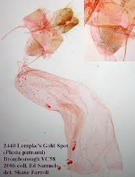 Image result for Plusia putnami