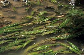 Image result for Scythris crypta