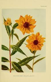 Siapa yang tidak mengenal bunga matahari? 72 Bunga Matahari Ideas Sunflower Sunflower Drawing Sunflower Art