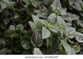 Image result for Platostoma