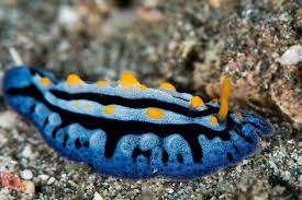 Image result for Phyllorachis