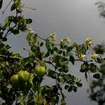 Image result for Allophylus chaunostachys × rubifolius