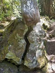 We did not find results for: This Tree Growing Through A Rock Paperbeatsrock