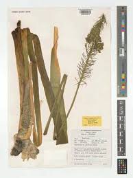 Image result for Ornithogalum pulchrum