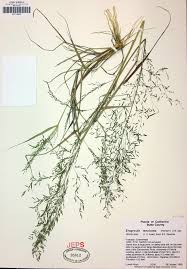 Image result for Eragrostis caespitosa