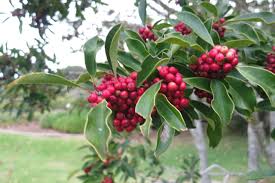 Image result for Ilex mitis