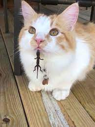 Is There Something On My Face Via R Funny Cute Cats Cute Animals Cats