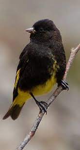 Pin By Lida Triana On Aves Small Birds Bird Watching Bird
