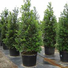 Customer service like what i have experienced at stevens stone is rare and the fact that it is still top notch 10 years later only proves how committed they are to their customers. Pin On Landscaping Texas