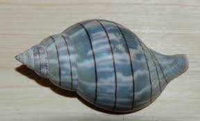 Image result for Hunteria