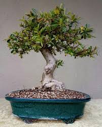 This type of soil also has the benefit of being a. Qu Est Ce Que L Akadama Et A Quoi Sert Il Jardinage Sur