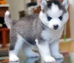 Teacup Pomeranian Husky Mix Baby Animals Puppies Pomsky Puppies