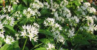These white bulb plants flower every spring and summer and grow to about 1 to 2 ft. Native Spring Flowering Bulbs Tcv Practical Conservation Handbooks