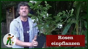 Wann genau sie zur gartenschere greifen müssen, hängt stark von den örtlichen witterungsbedingungen ab. Eine Rose Einpflanzen Youtube