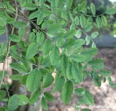Image result for Dalbergia nitidula