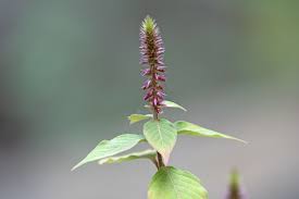 Image result for Achyranthes