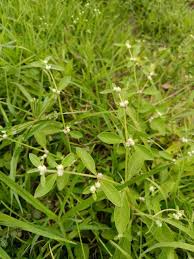 Image result for Alternanthera sessilis