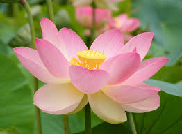All types of flowers in india. Flora Of India Wikipedia
