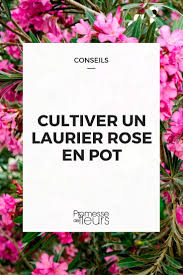 Maybe you would like to learn more about one of these? Comment Cultiver Un Laurier Rose En Pot Promesse De Fleurs