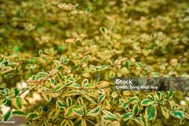 Image result for Terminalia neotaliala