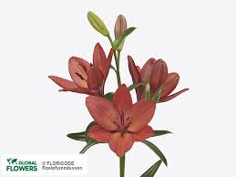 Maybe you would like to learn more about one of these? Lilies By The Piece Buy In Odintsovo At A Bargain Price On Global Flowers