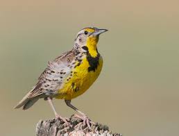 Western Meadowlark :