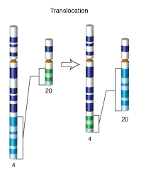 Translocation
