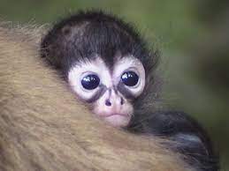 Black Spider Monkey Ateles Paniscus Mammals Spider Monkey Monkey Pictures Baby Monkey