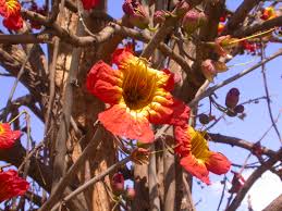 Image result for Fernandoa magnifica