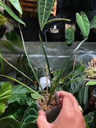 Image result for Elaphoglossum tanganjicense