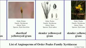 Image result for Xyridaceae