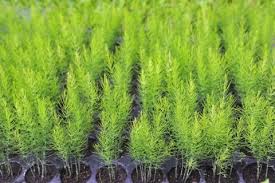 野菜のプロ監修 アスパラガスの栽培 育て方のポイントや苗植えの時期と方法は Horti ホルティ By Greensnap