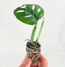 Baby Monstera Trendy Plants Plants House Plants