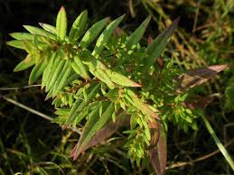 Image result for Ammannia aegyptiaca