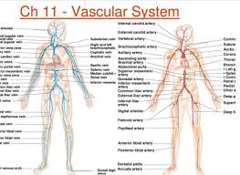 There are three major types of blood vessels: Where Are Blood Vessels Located In The Body Quora