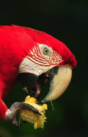Red Wing Macaw