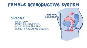 Image result for female sex organ
