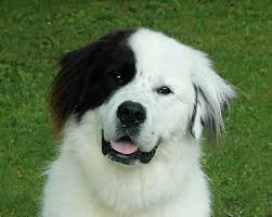 Maybe you would like to learn more about one of these? Newfoundland Great Pyrenees Mix Puppies For Sale Off 75 Www Usushimd Com